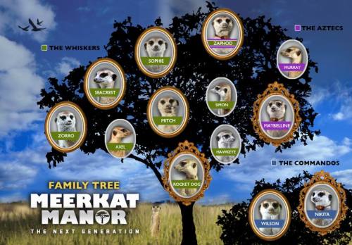 meerkat-manor-family