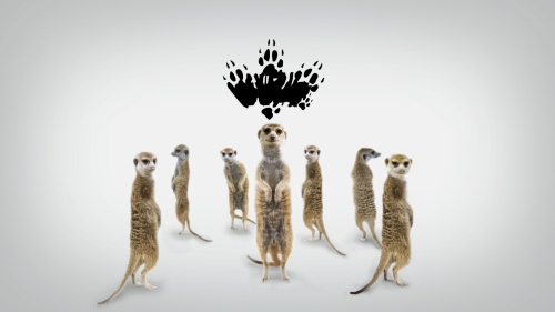 meerkat-manor-the-story-begins