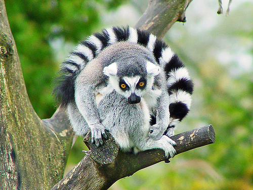 ringtail-lemur